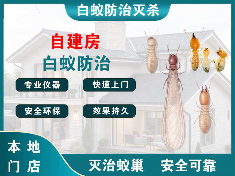 江北自建房白蚁防治